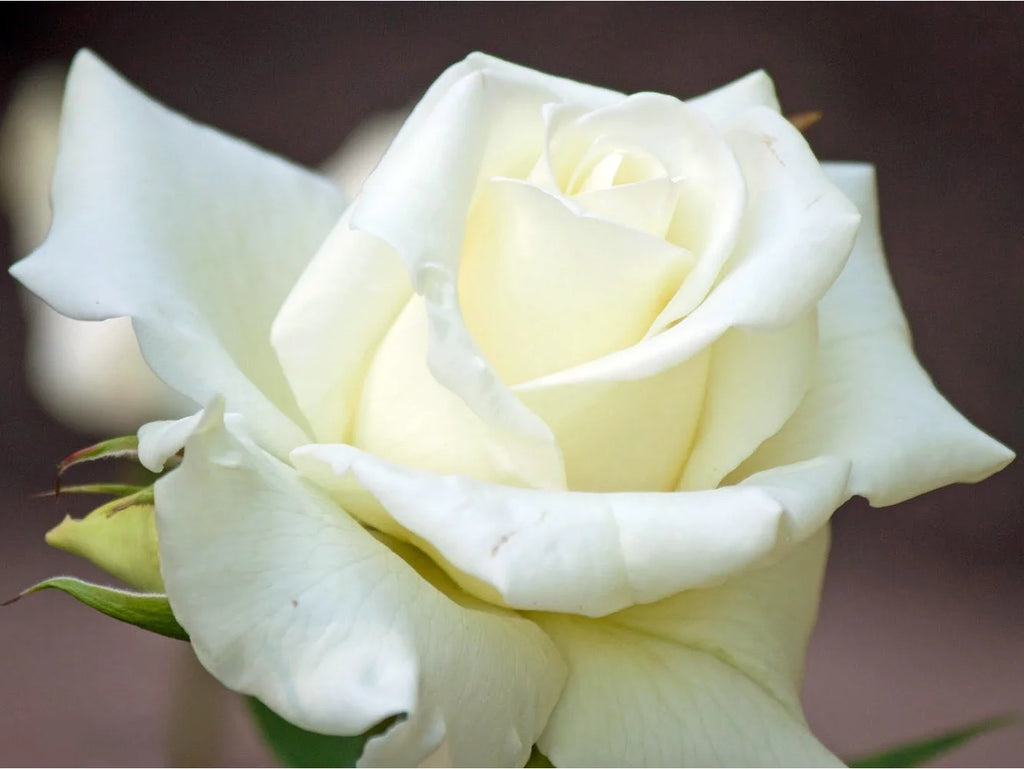 Hybrid Tea Rose Bush Bareroot F9152