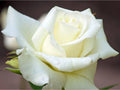 Hybrid Tea Rose Bush Bareroot F9152