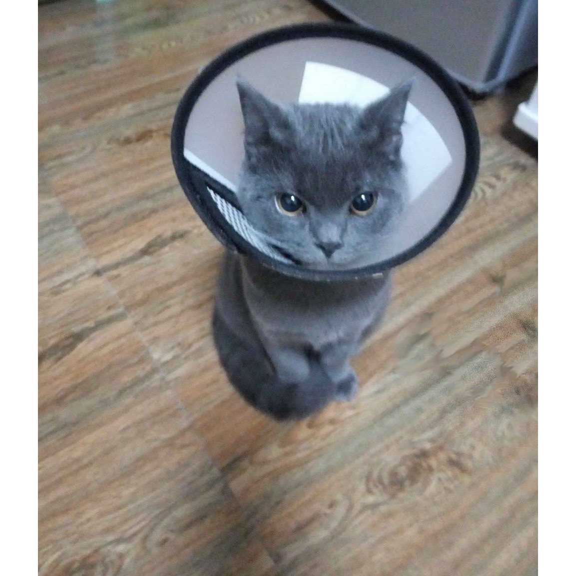 Adjustable Recovery Pet Cone E-Collar C6557