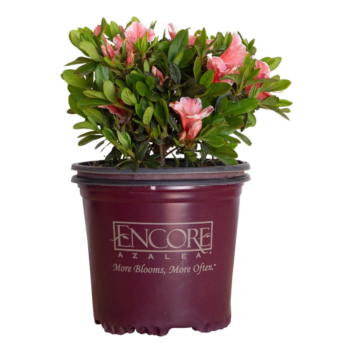 Pink and White Flowering Shrub H380