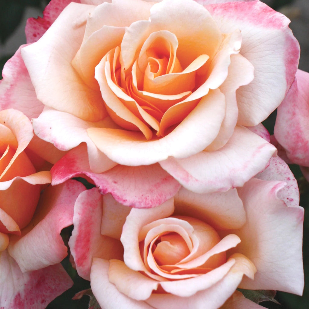 Hybrid Tea Rose Live Plants 2 Piece W4469