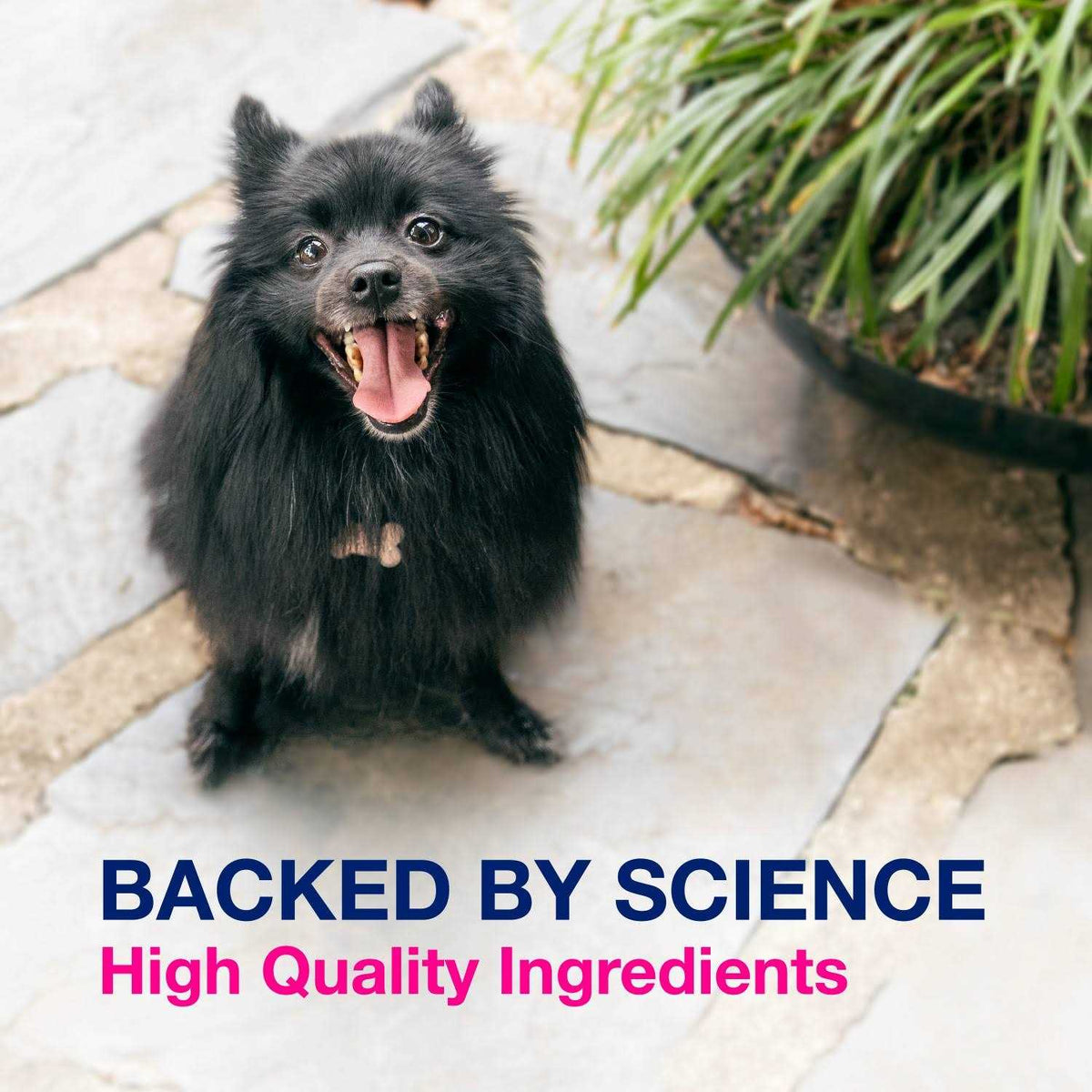 Multi-Strain Probiotics and Prebiotics for Dogs O46935