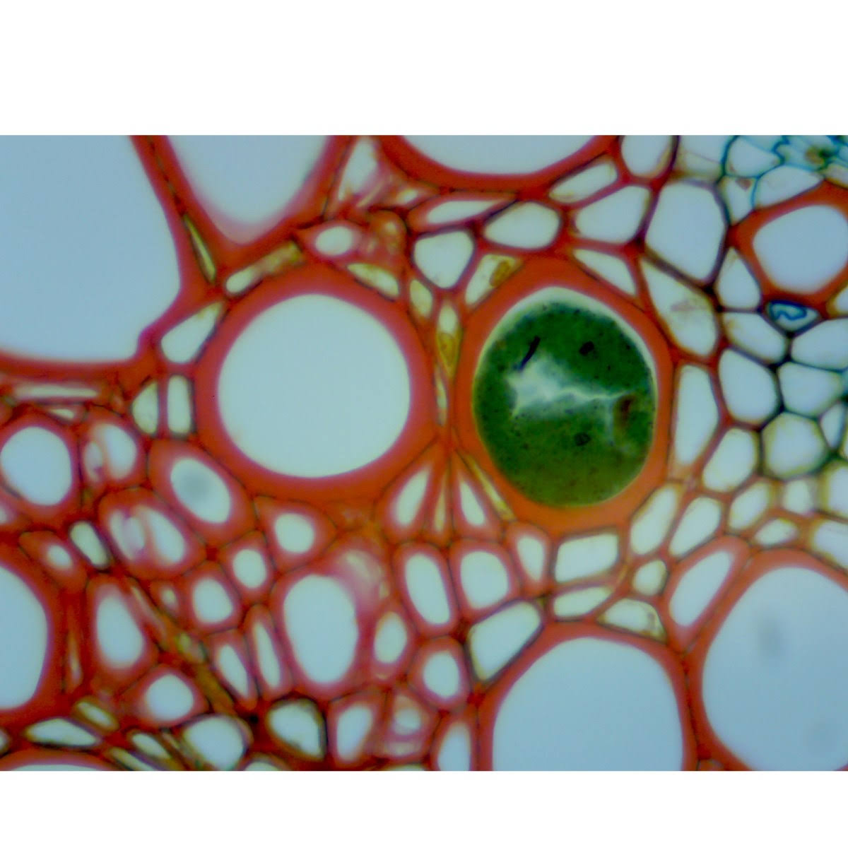 40x 2500X Binocular Biological Compound LED Microscope H270