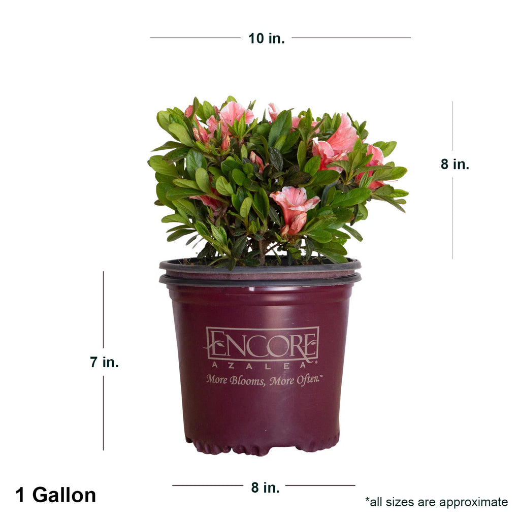 Pink and White Flowering Shrub H380