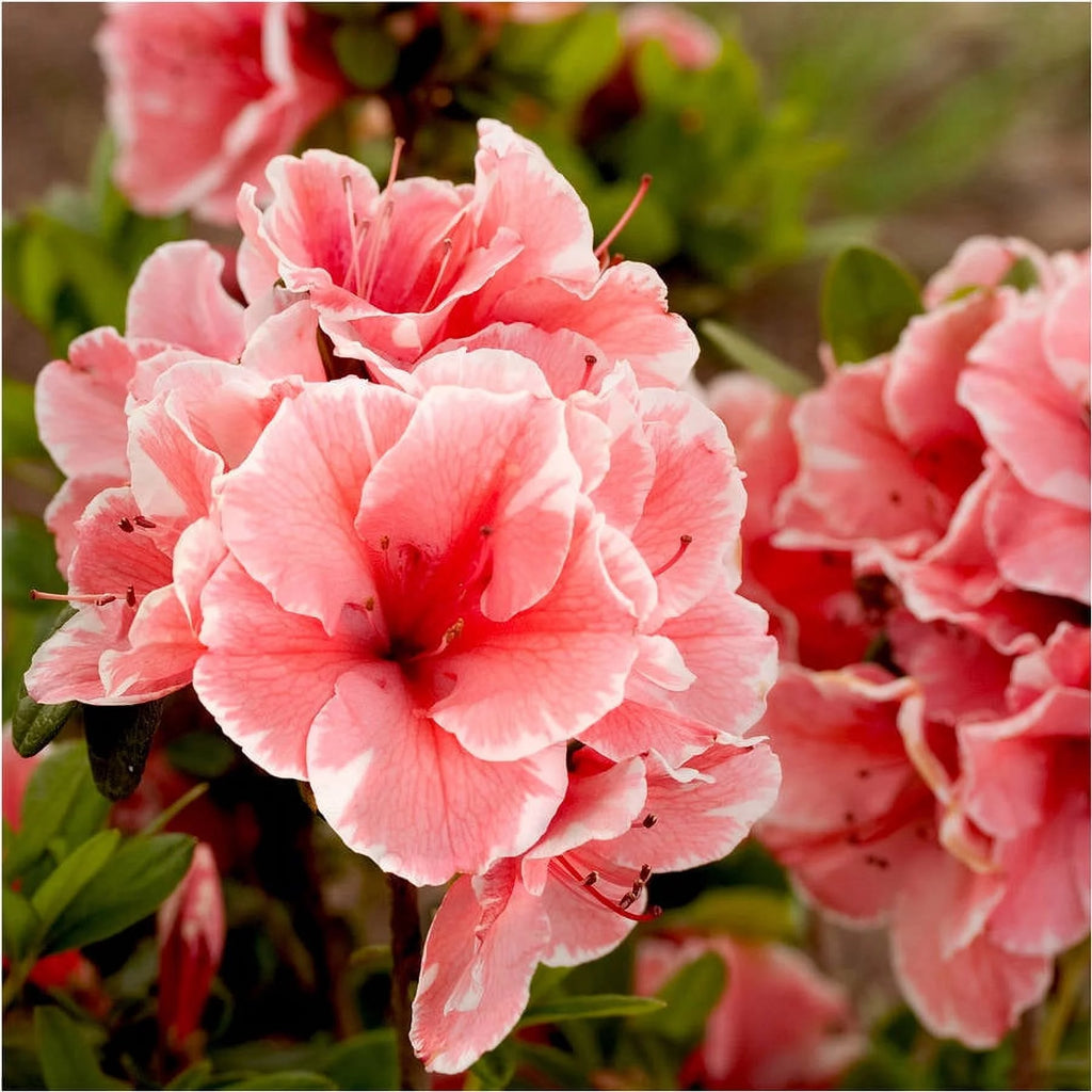 Pink and White Flowering Shrub H380