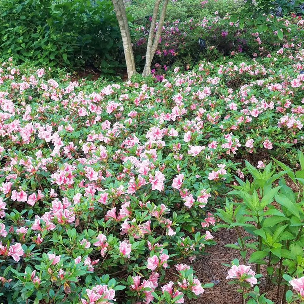 Pink and White Flowering Shrub H380