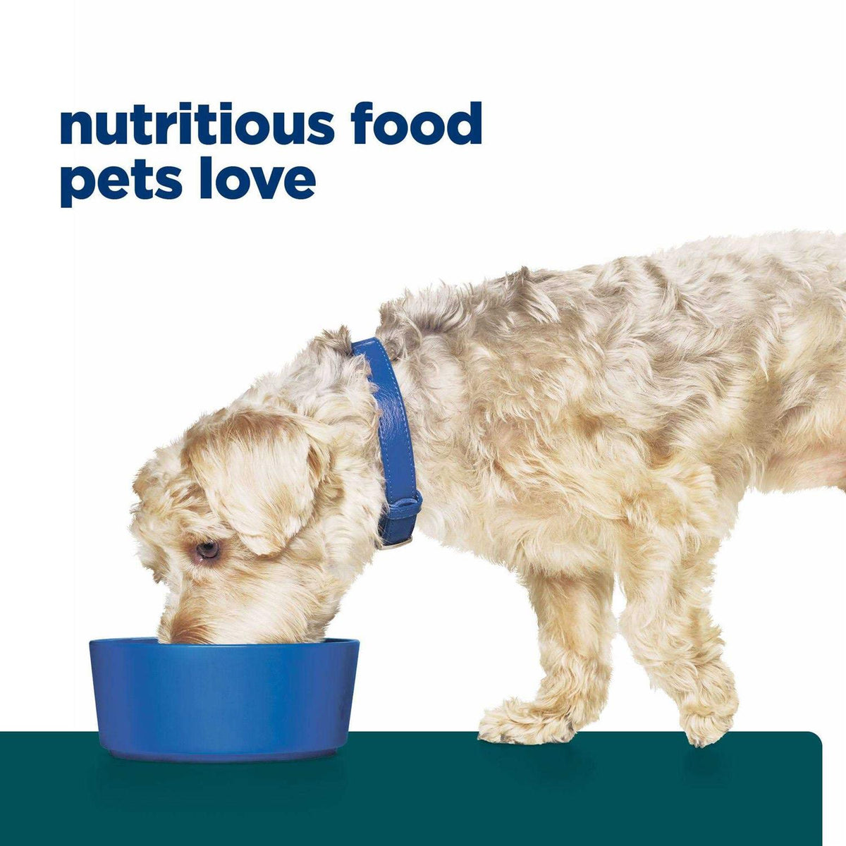 Chicken Flavor Dry Dog Food D551