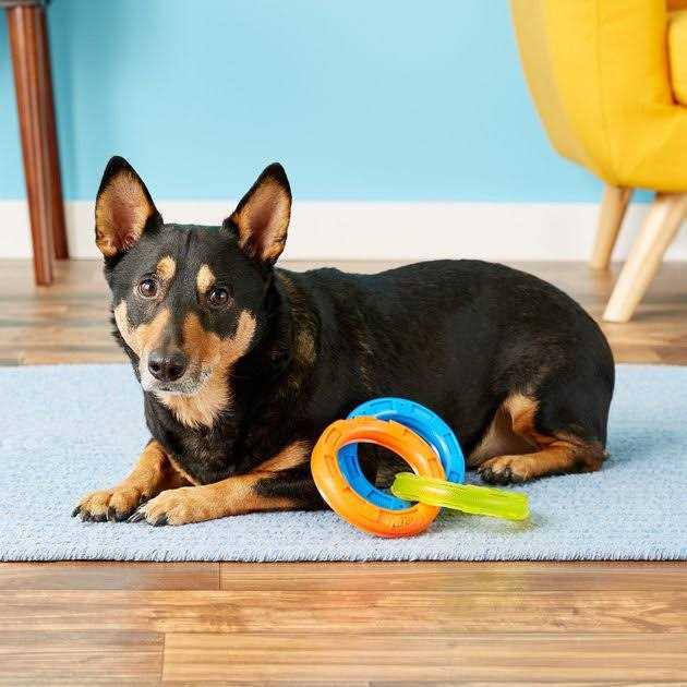 3-Ring Tug Dog Toy L267344