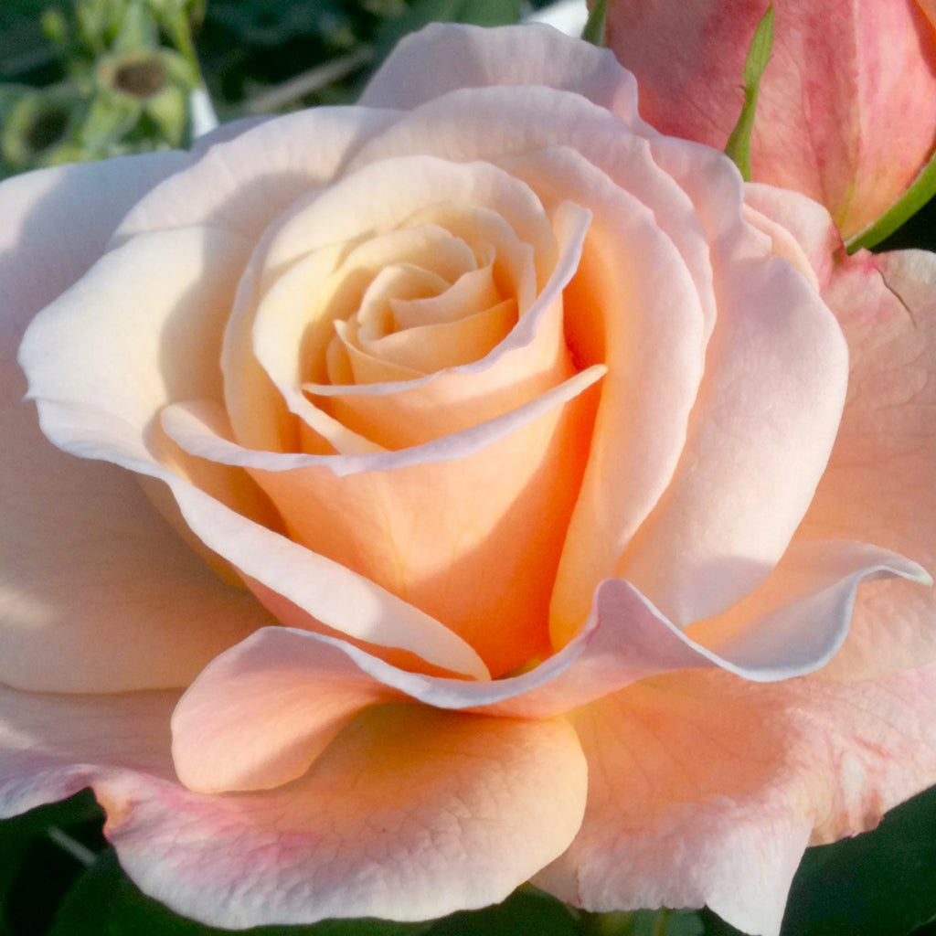Hybrid Tea Rose Live Plants 2 Piece W4469