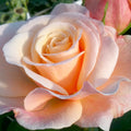 Hybrid Tea Rose Live Plants 2 Piece W4469