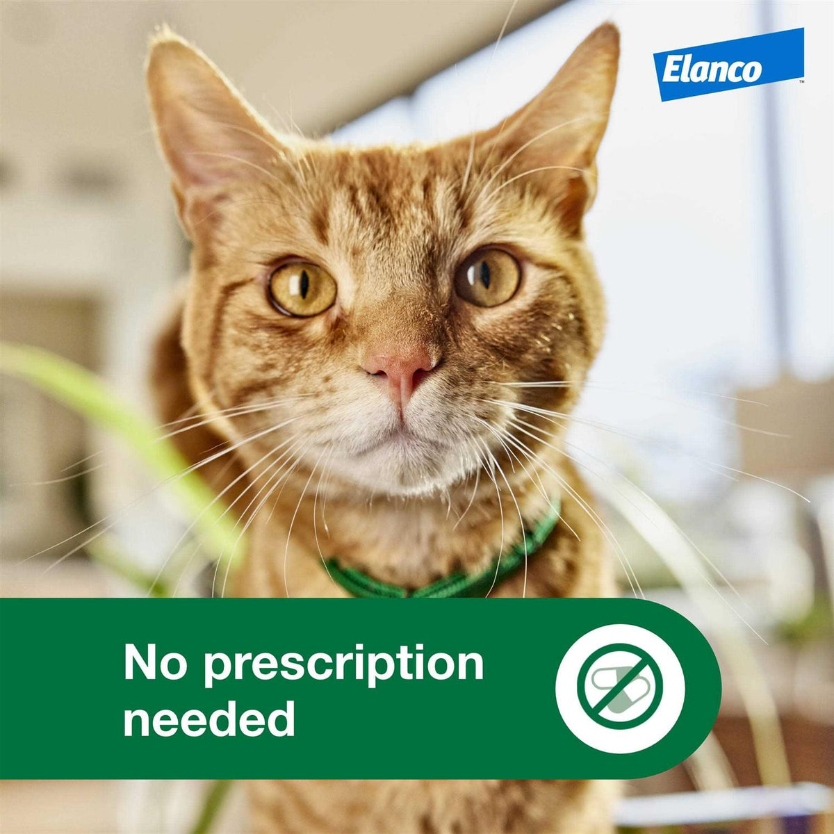 Cat Flea Prevention & Treatment K6462