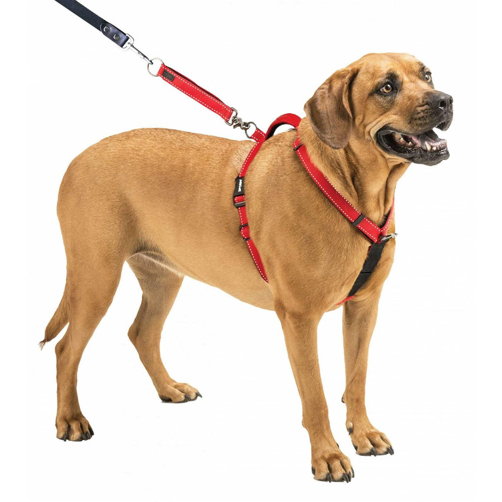Harness Z563
