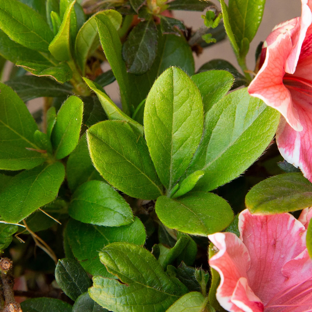 Pink and White Flowering Shrub H380