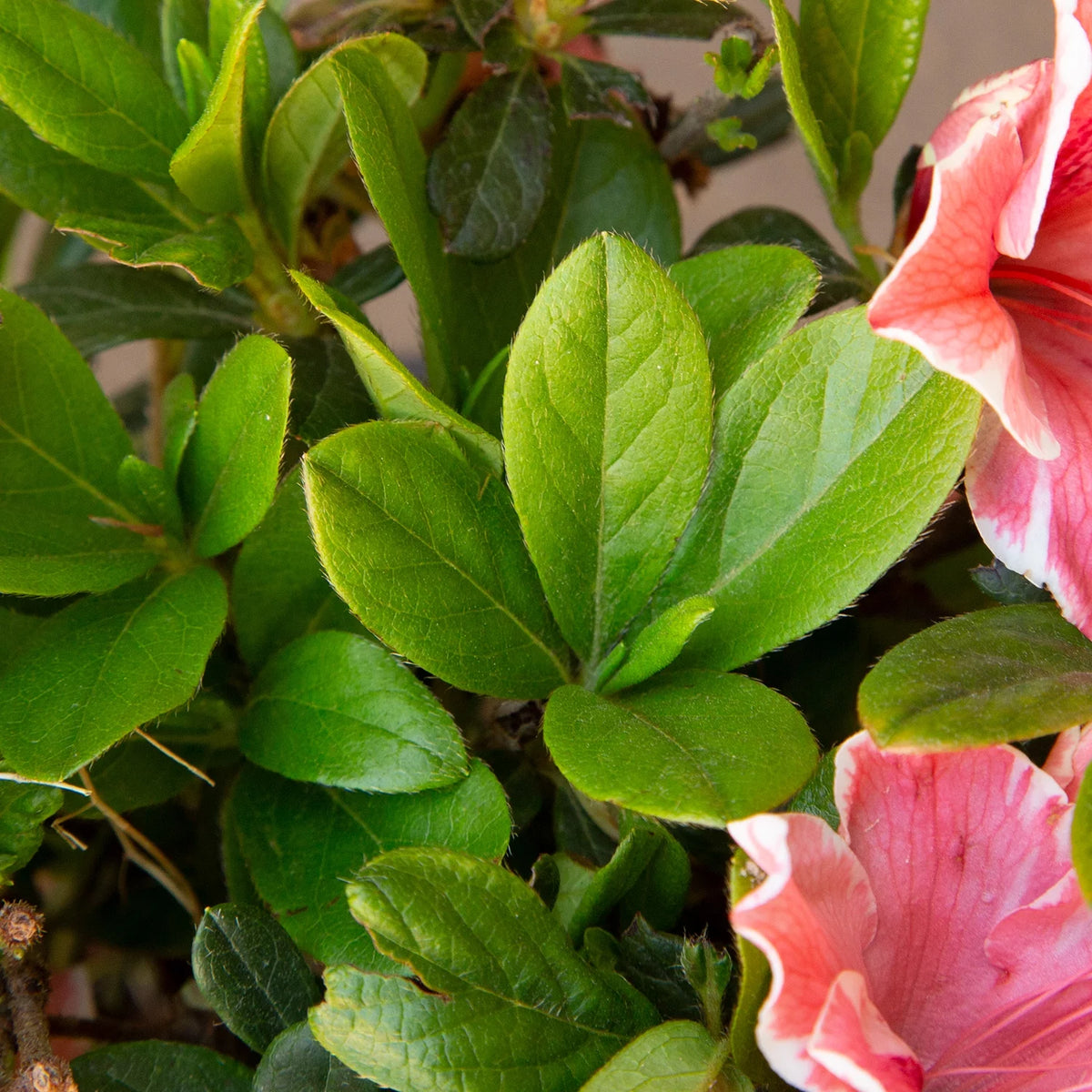 Pink and White Flowering Shrub H380