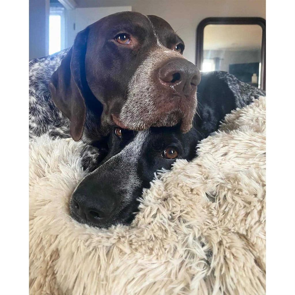 Dog Waterproof Blanket V12195